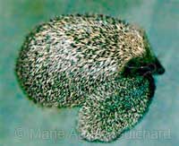 Bébé hérisson avec sa mère