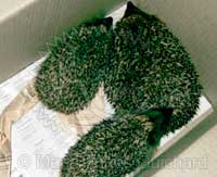 Famille hérisson au jardin