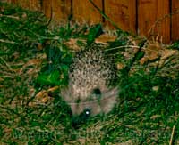 Bébé hérisson au jardin