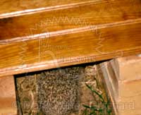 Bébé hérisson au jardin