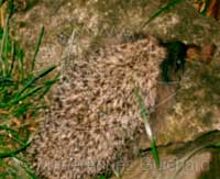 Bébé hérisson au jardin