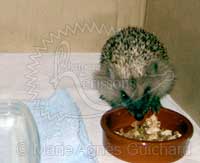 Bébé hérisson au jardin