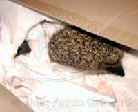 Bébé hérisson au jardin